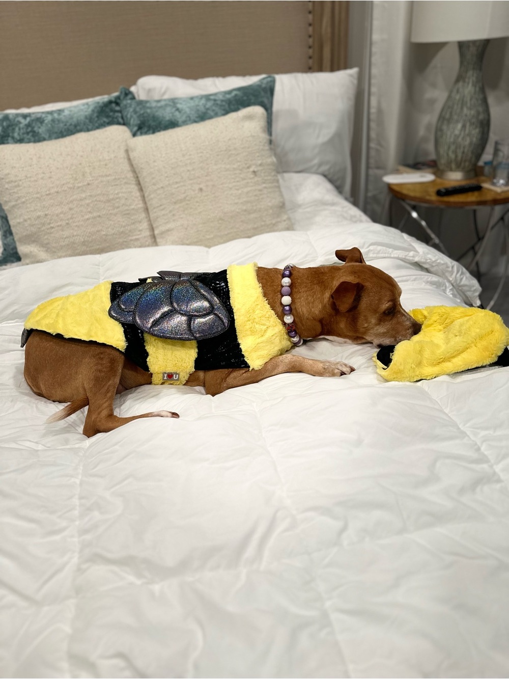 Bumble Bee Dog Costume - Picture 3 of 3